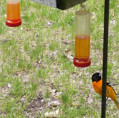 oriole_feeding_4.jpg