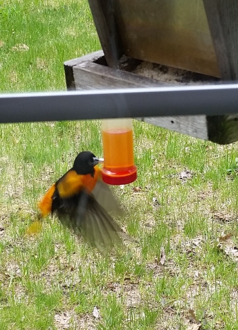 oriole_feeding_5.jpg