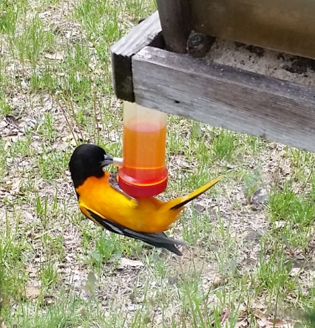 oriole_feeding_6.jpg