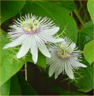 passionflower3.jpg