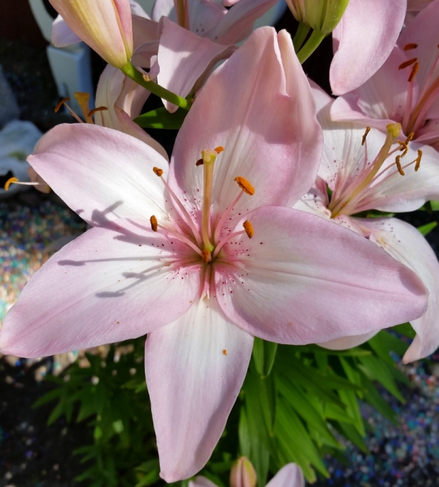 pink_lily_4.jpg