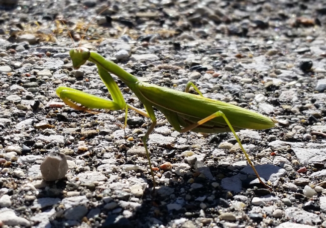 praying_mantis_1.jpg