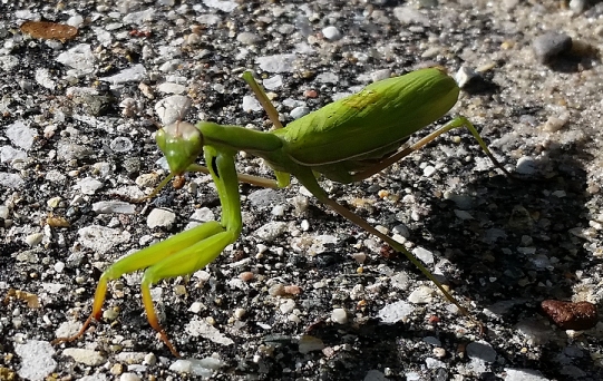 praying_mantis_2.jpg