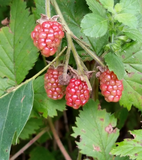 raspberries.jpg