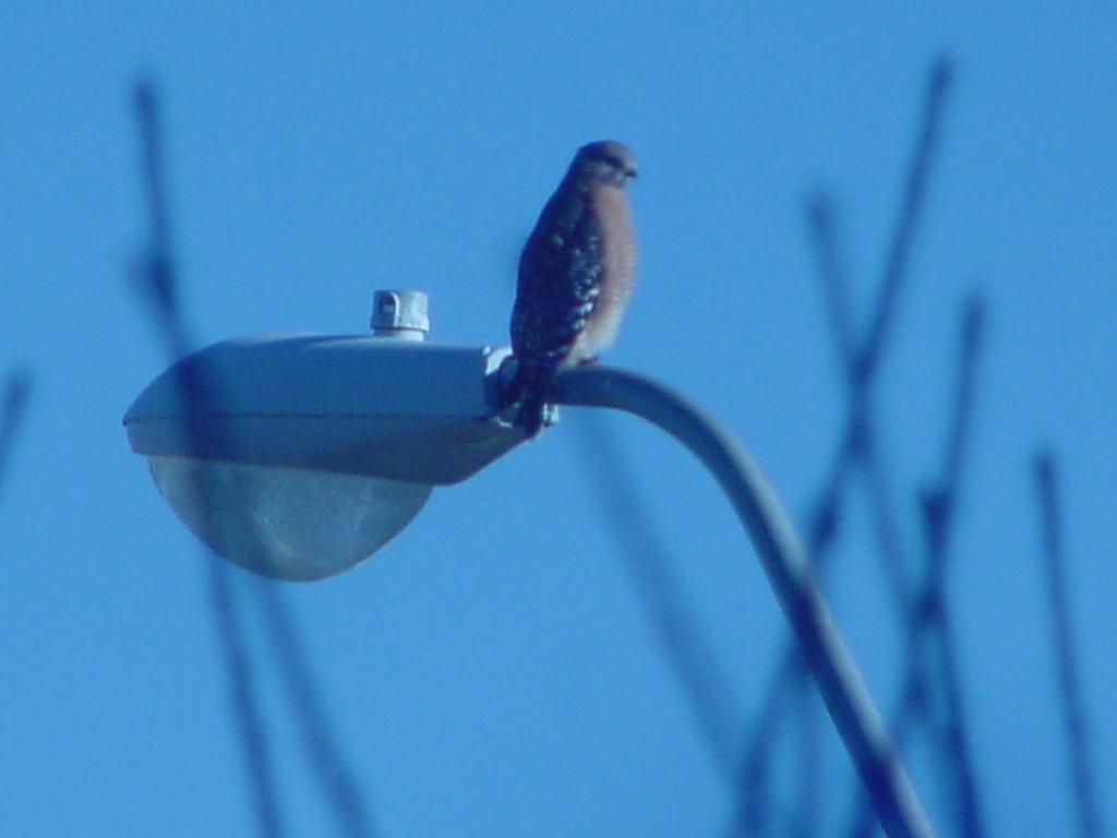 red-shouldered_hawk_11.JPG