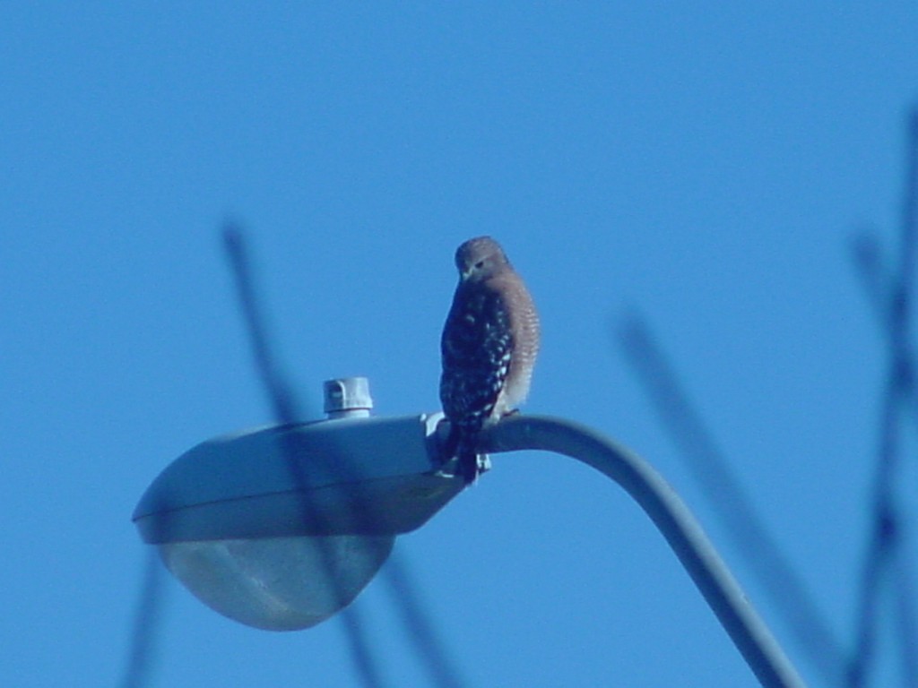 red-shouldered_hawk_21.JPG