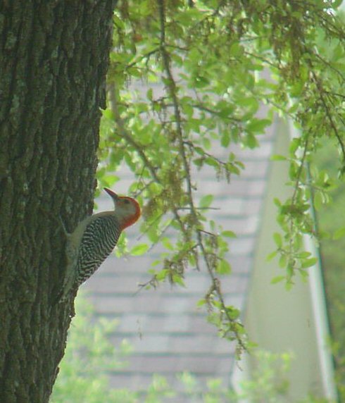 red_bellied_woodpecker.JPG