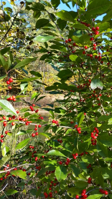 red_berry_bush_1.jpg