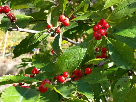 red_berry_bush_2.jpg