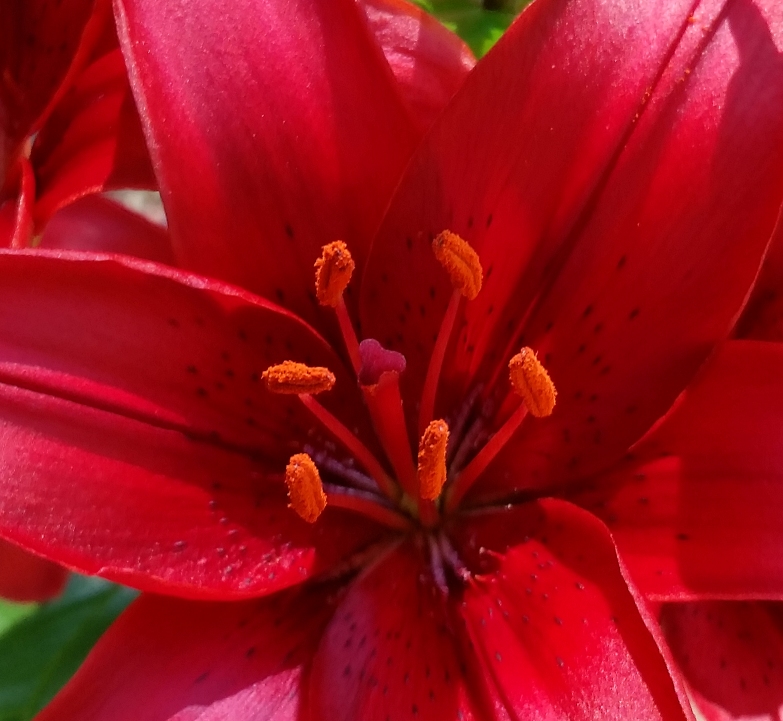 red_lily_4.jpg