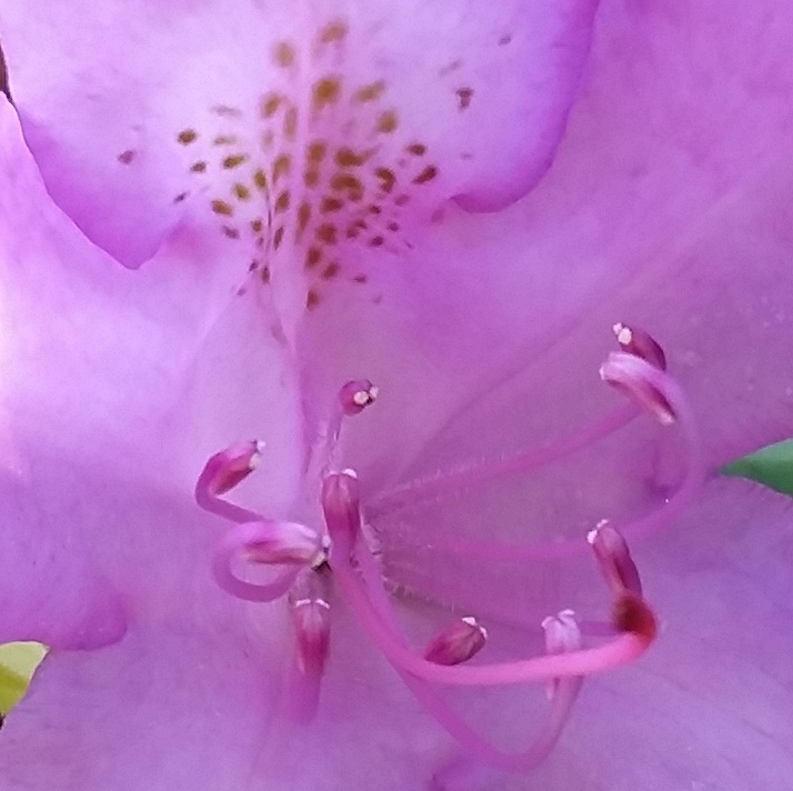 rhododendrons_2.jpg