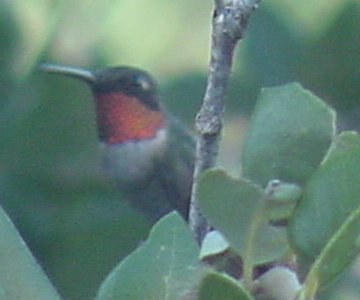 rubythroat11.jpg