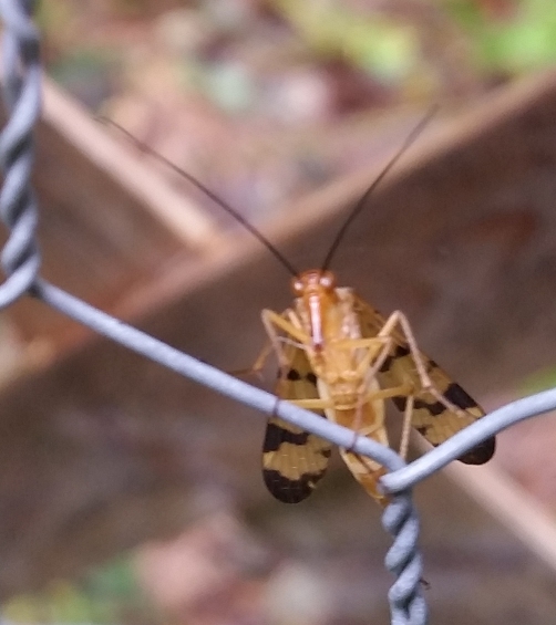 scorpionfly_1.jpg