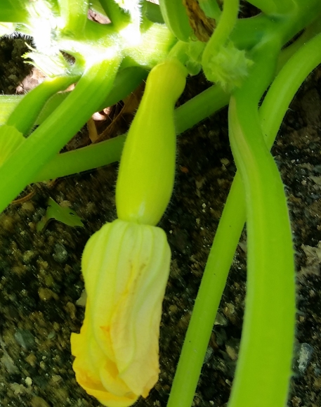 summer_squash_1.jpg