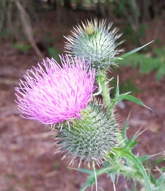 thistle.jpg