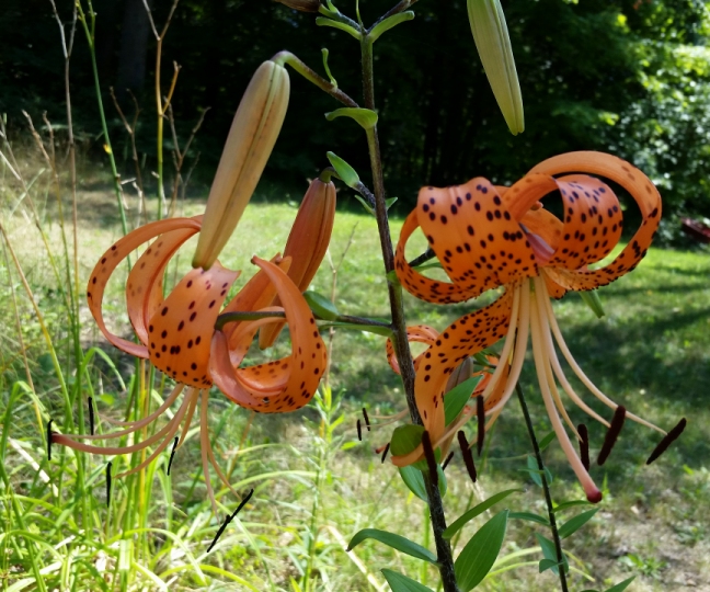 tiger_lillies.jpg