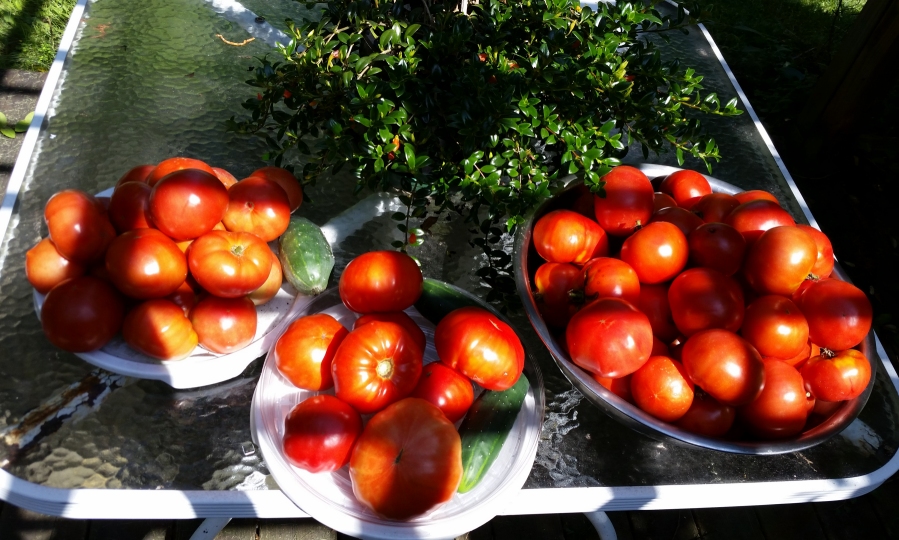 tomato_harvest.jpg