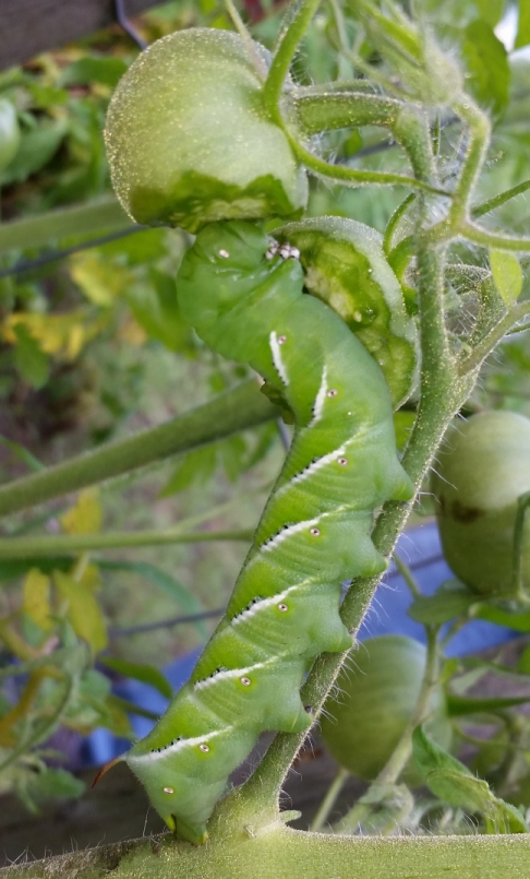 tomato_worm_3.jpg