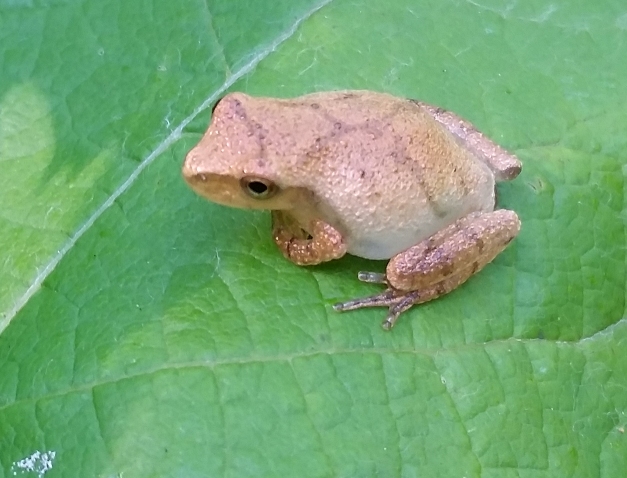 tree_frog1.jpg