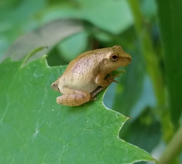 tree_frog_2.jpg