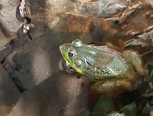 waterfall_frog.jpg