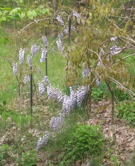 wisteria.jpg