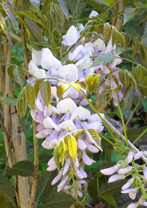 wisteria_2.jpg