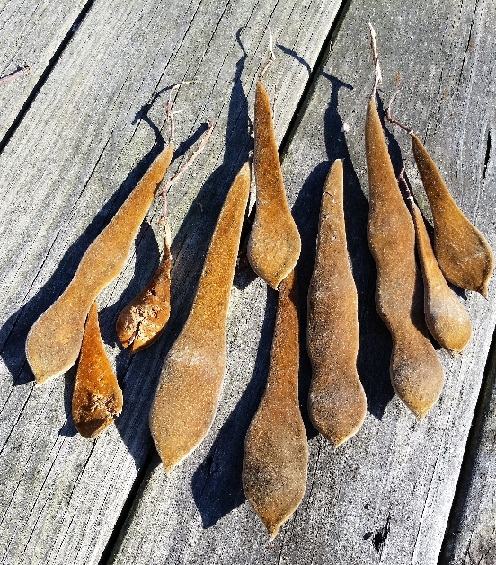 wisteria_seed_pods.jpg