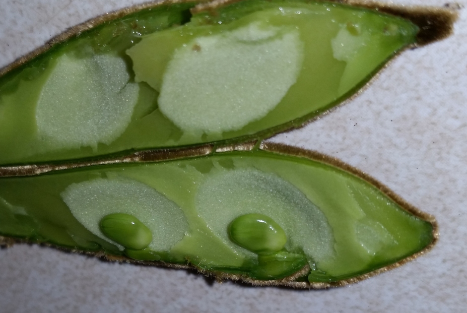 wisteria_seed_pods_2.jpg