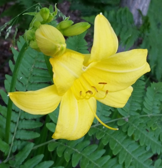 yellow_lily_2.jpg