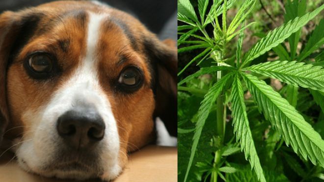 Cannabis_And_Pets.jpg