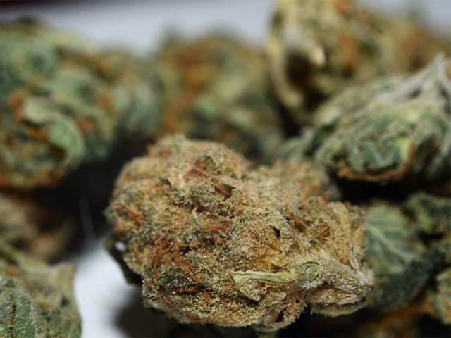 Cannabis_Buds1.JPG