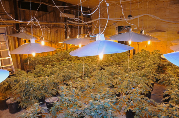 Cannabis_Grow_Op_Indoor.jpg