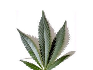 Cannabis_Leaf20.jpg