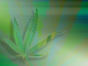 Cannabis_Leaf21.jpg