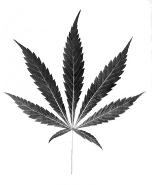Cannabis_Leaf24.jpg
