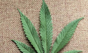 Cannabis_Leaf26.jpg