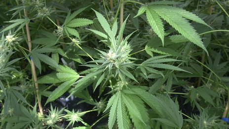 Cannabis_Plant.jpg