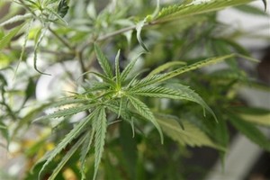 Cannabis_Plant3.jpg