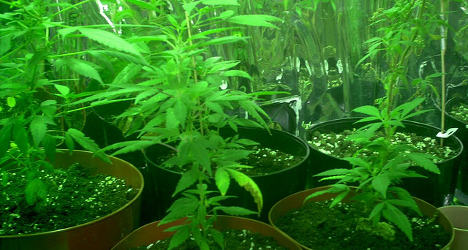 Cannabis_Plants15.jpg