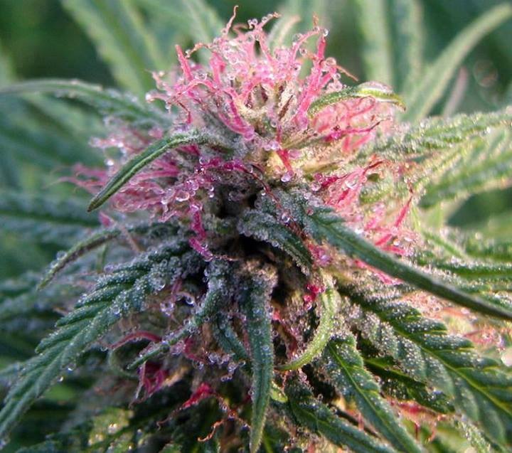 Cannabis_flower5.jpg