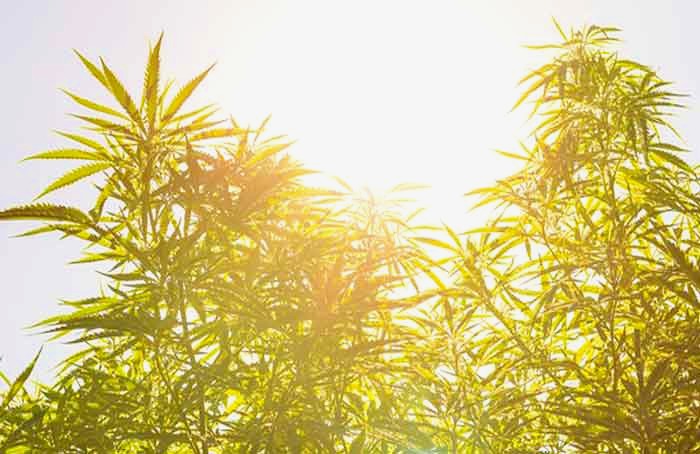 Cannabis_in_Sunlight_-_Shutterstock.jpg