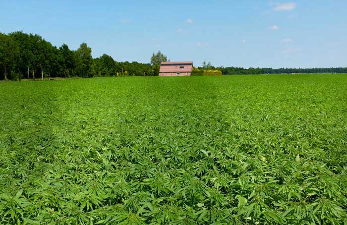 Hemp_Field_-_Think_Stock.jpg