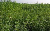 Hemp_Plants2.jpg