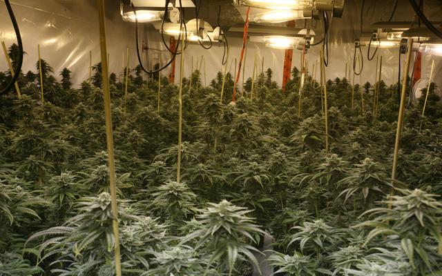 Indoor_Cannabis_Grow2.jpg