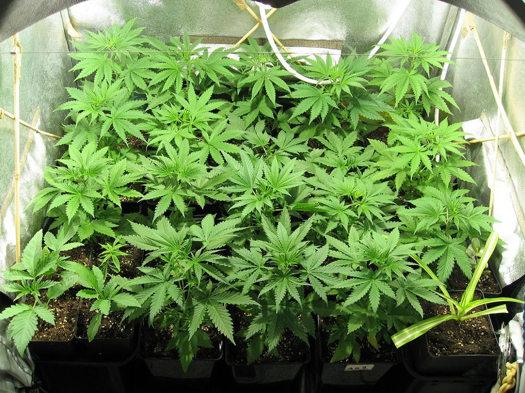 New Hampshire House Passes Grow-Your-Own Medical Marijuana Bill | 420 ...