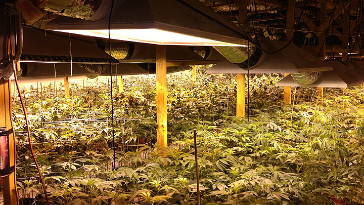 Indoor_grow2.jpg