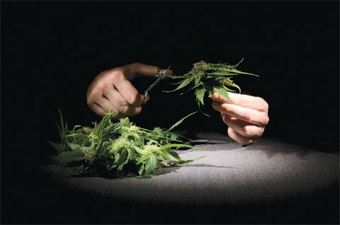 Trimming_Cannabis.jpg