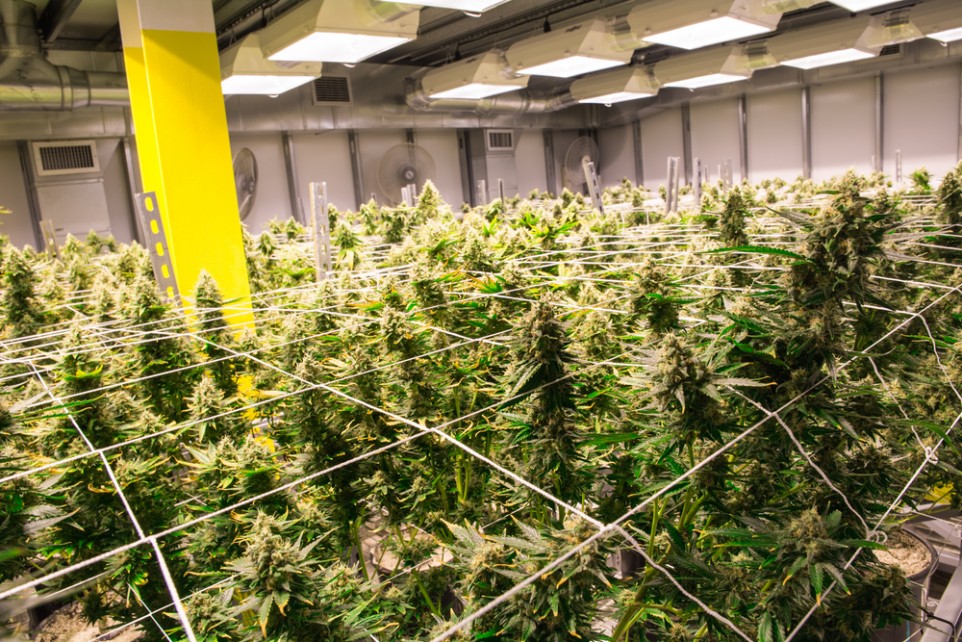 Warehouse_Grow_-_Shutterstock.jpg