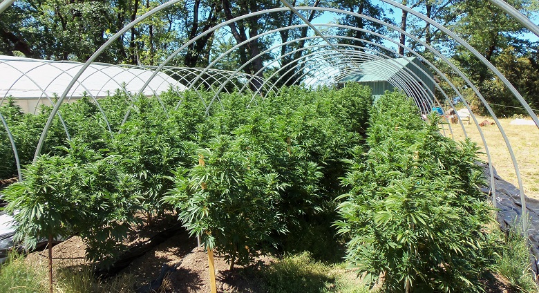 clean_green_grow_in_humboldt.jpg